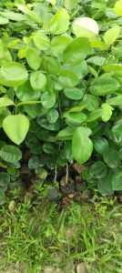 Red Sandalwood Plant / Lal Chandan Ka Paudha