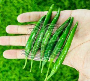 A Grade G4 Green Chilli, Packaging Type : Bag
