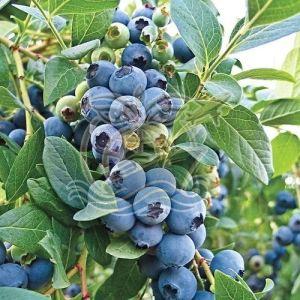 Natural Fresh Blueberry, Shape : Round, Taste : Sweet