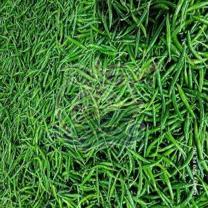 Export Quality G4 Green Chilli, Speciality : Rich In Taste, Healthy