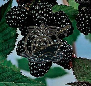 Natural Fresh Blackberry, Shape : Round, Grade : Food Grade