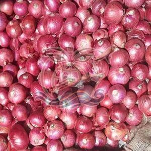 Fresh Red Garva Onion Medium, Packaging Type : Bag for Cooking