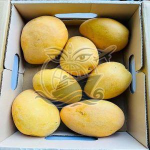 Fresh Yellow Banginapalli Mango, Packaging Type : Box