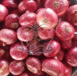 India Fresh Red Onion Medium To Large, Packaging Type : Mesh Bag