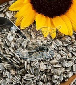A Grade Brown Sunflower Seed, Packaging Type : PP Bag