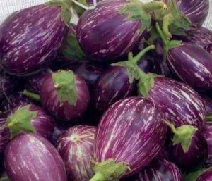 Purple A Grade Brinjal, Cultivation Type : Organic Mesh Bags