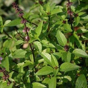 Fresh Holy Basil Leaves, Color : Green