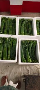 Pointed Gourd Pointed Gourd