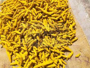 Bright Yellow Nizamabad Turmeric Finger, Packaging Type : Jute Bags