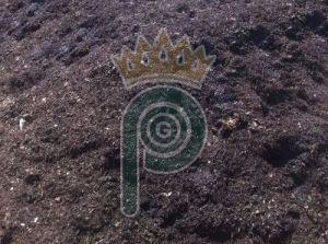 Pure Cow Dung Manure, Form : Powder for Fertilizing Plants Crops