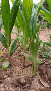 Coconut Plant