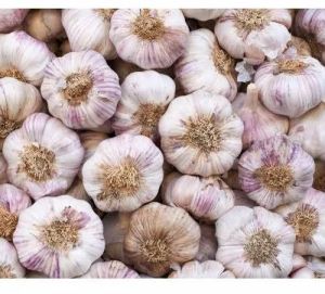 A Grade Fresh Raw Garlic, Color : Off-White for Seasoning