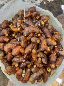 Light Brown A Grade Fresh Turmeric, Packaging Type : Crates / Bags