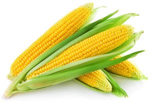 Fresh Sweet Corn COB, Packaging Type : 5kg Crates