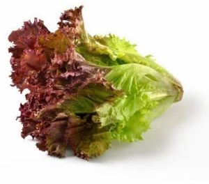 Red Leaf Lettuce