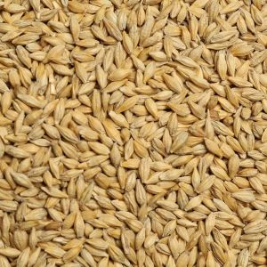 Organic Brown Barley Seeds, Seed Type : Natural for Food Processing