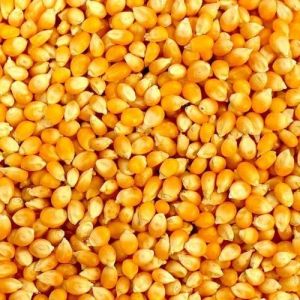 Yellow Corn Seeds, Moisture : 12%