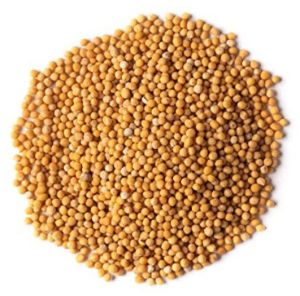 Raw Yellow Mustard Seeds, Grade Standard : Food Grade