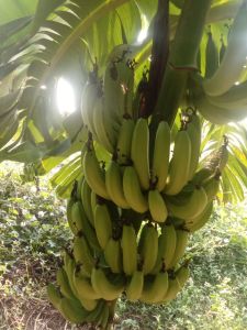 Bananas,  Country of Origin : India