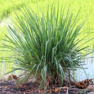 Natural Lemon Grass, Color : Green, Grade : A-Grade