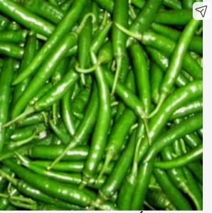 Green Chillies, Packaging Type : Loose, Taste : Spicy