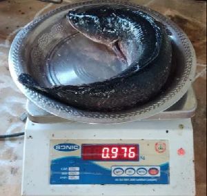 Vietnam Murrel Fish Seeds, Color : Grey, Shiny Silver