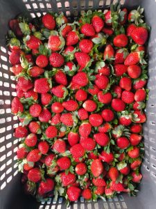 Organic Fresh Strawberry, Grade : Food Grade for Fruits