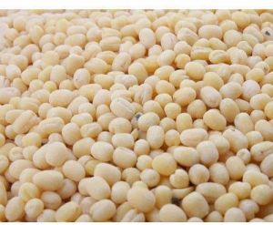 White Organic Urad Dal for Cooking, Human Consumption