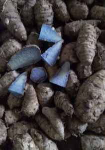 Black Turmeric Finger