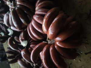 Organic Red Banana for Cooking, Human Consumption