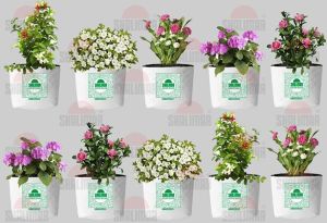 Grow Bags for Horticulture, Terrace Gardening
