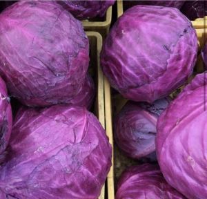 China Cabbage 400-500gm