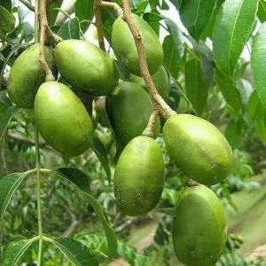 Green A Grade Fresh Hog Plum