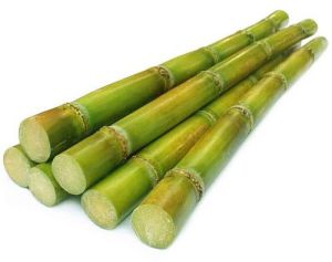 Fresh Sugarcane Stick