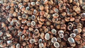 Hard Coconut Copra, Grade Standard : Food Grade, Taste : Light Sweet