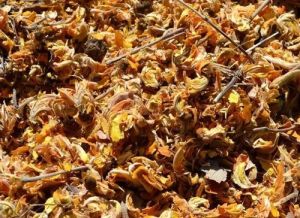 Yellow Dried Butea Monosperma Flowers