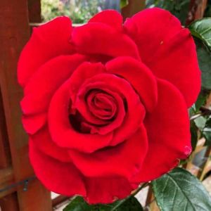 Organic Fresh Rose Flower, Color : Red