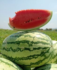 Watermelon