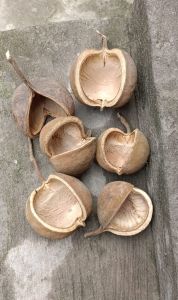 Dried Brown Buddha Nuts for Home Decor, Events, Weddings