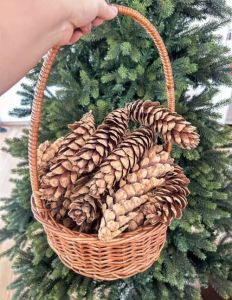 Dried Brown Long Pine Cone
