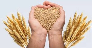 30 Kg Milling Wheat for Flour, Food, Cooking, Bakery Products