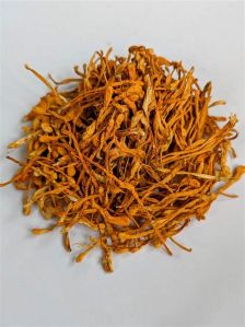 Cordyceps Militaris