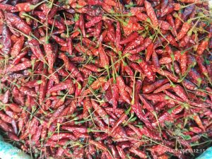 Bird Eye Chilli