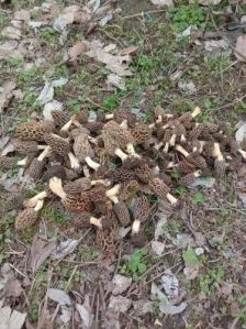 A Grade Morels Mushroom