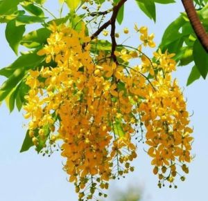 Amaltas Plant