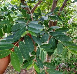 Arjun Tree Plant