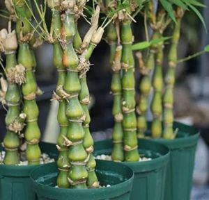 Buddha Belly Bamboo Plants