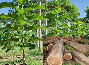 Burma Teak Plant