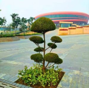 Casuarina Topiary Plants, Color : Green, Length : 0-10ft, Packaging Type : Plastic Bag