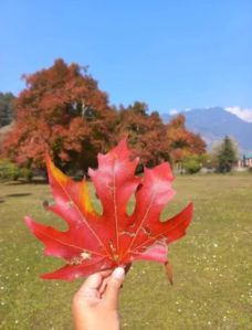 Chinar Plant - Bouin Tree